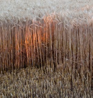 Ein Bild von einem Weizenfeld in der Abendsonne. Im Vordergrund ist ein Teil des Weizenfeldes gemäht worden.